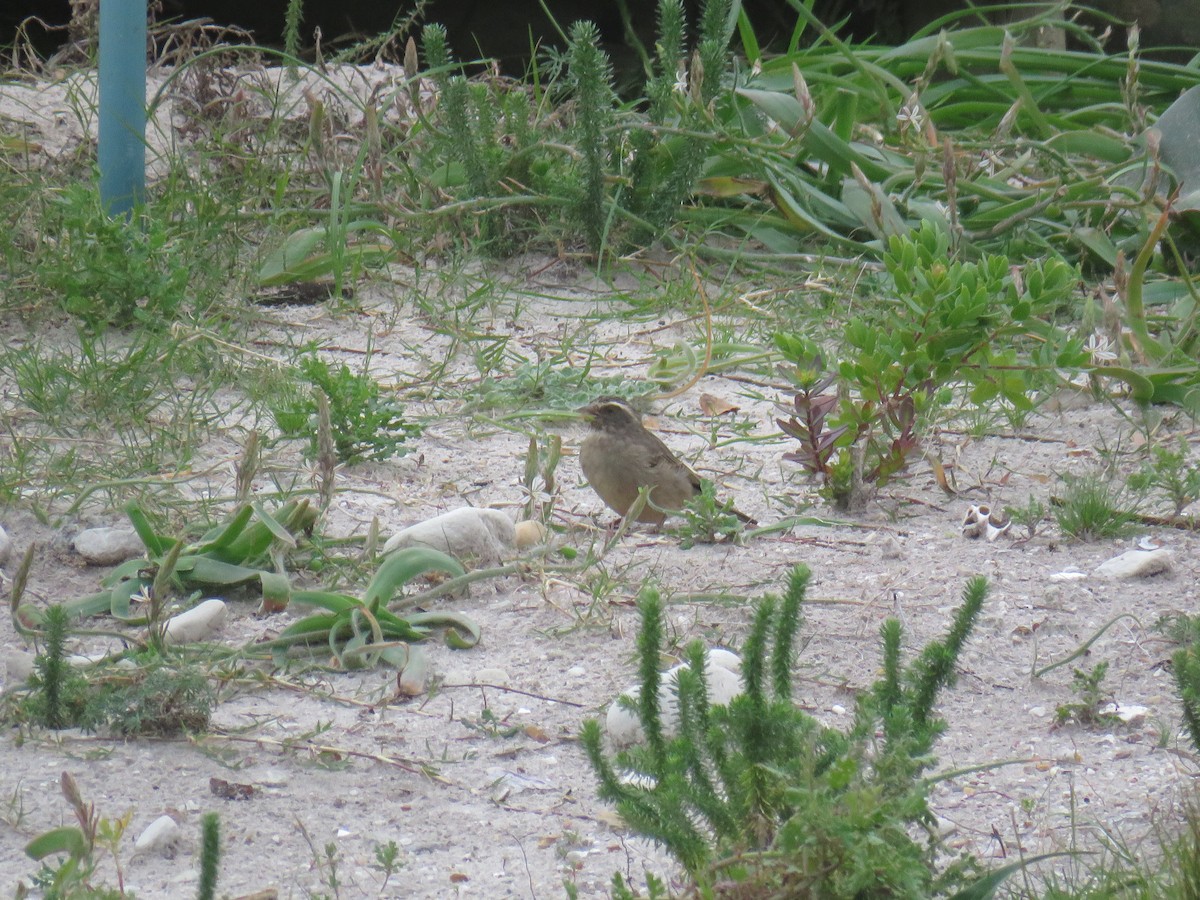 Streaky-headed Seedeater - ML628038309