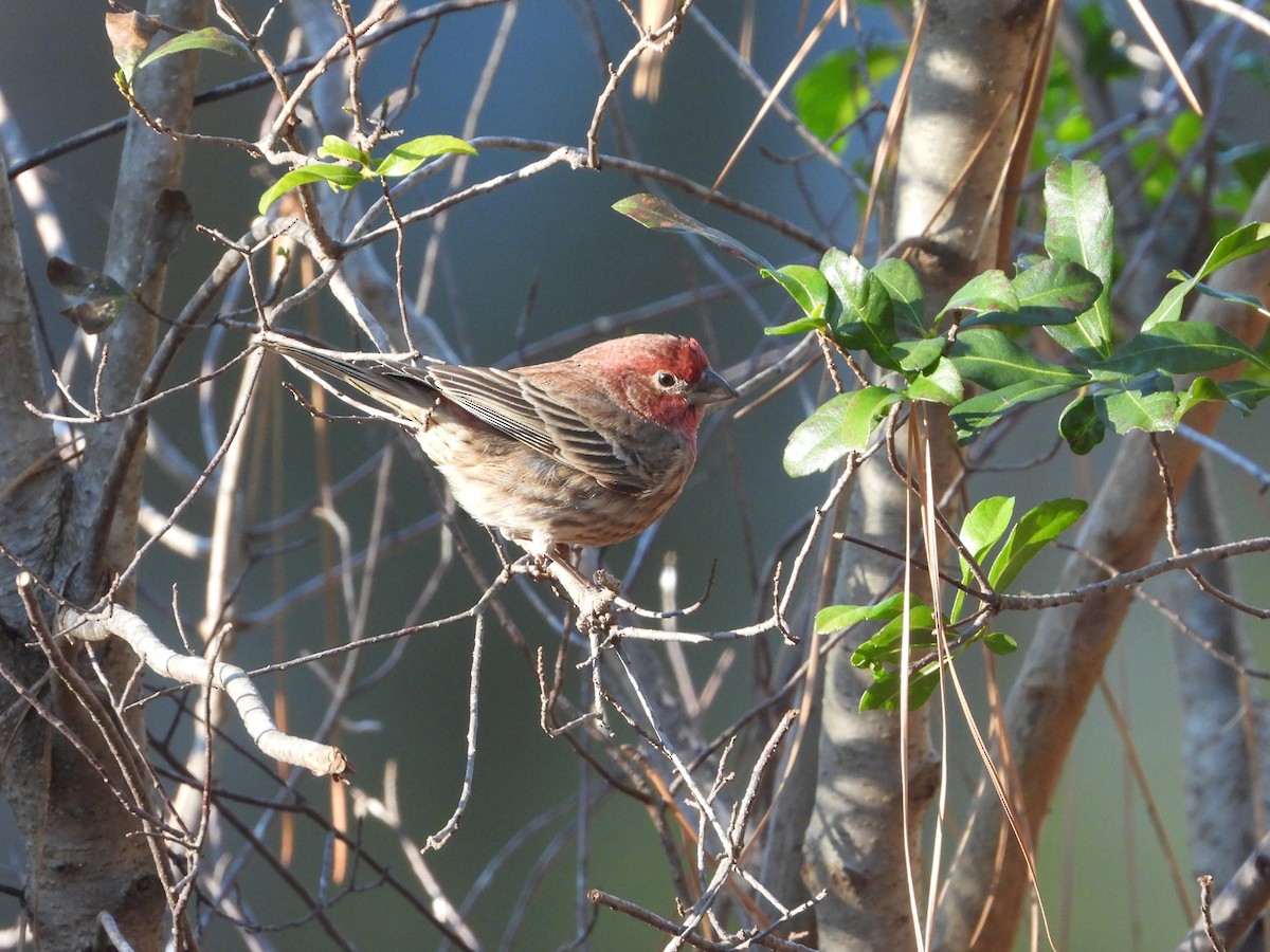 House Finch - ML628038317