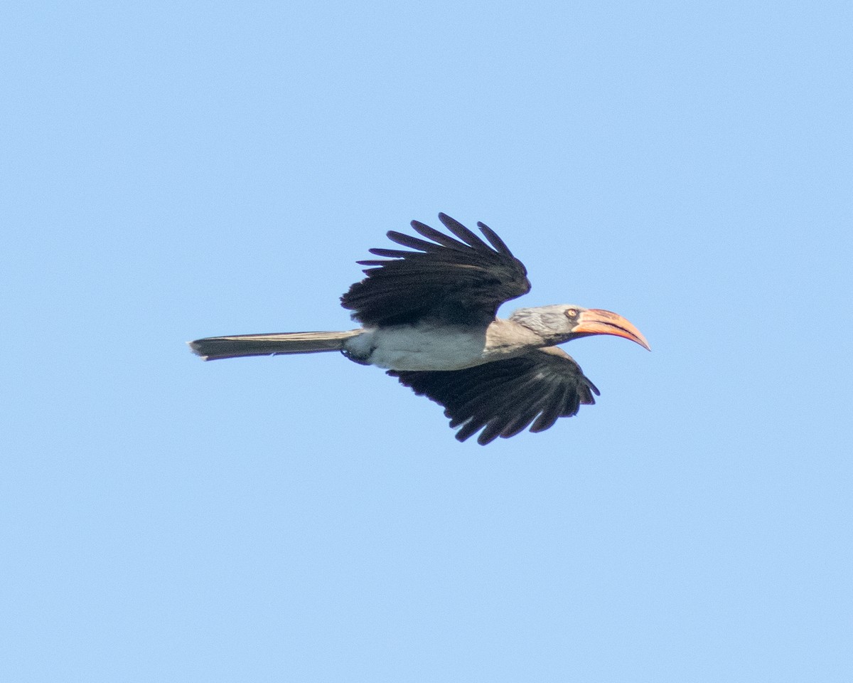 Bradfield's Hornbill - ML628038327