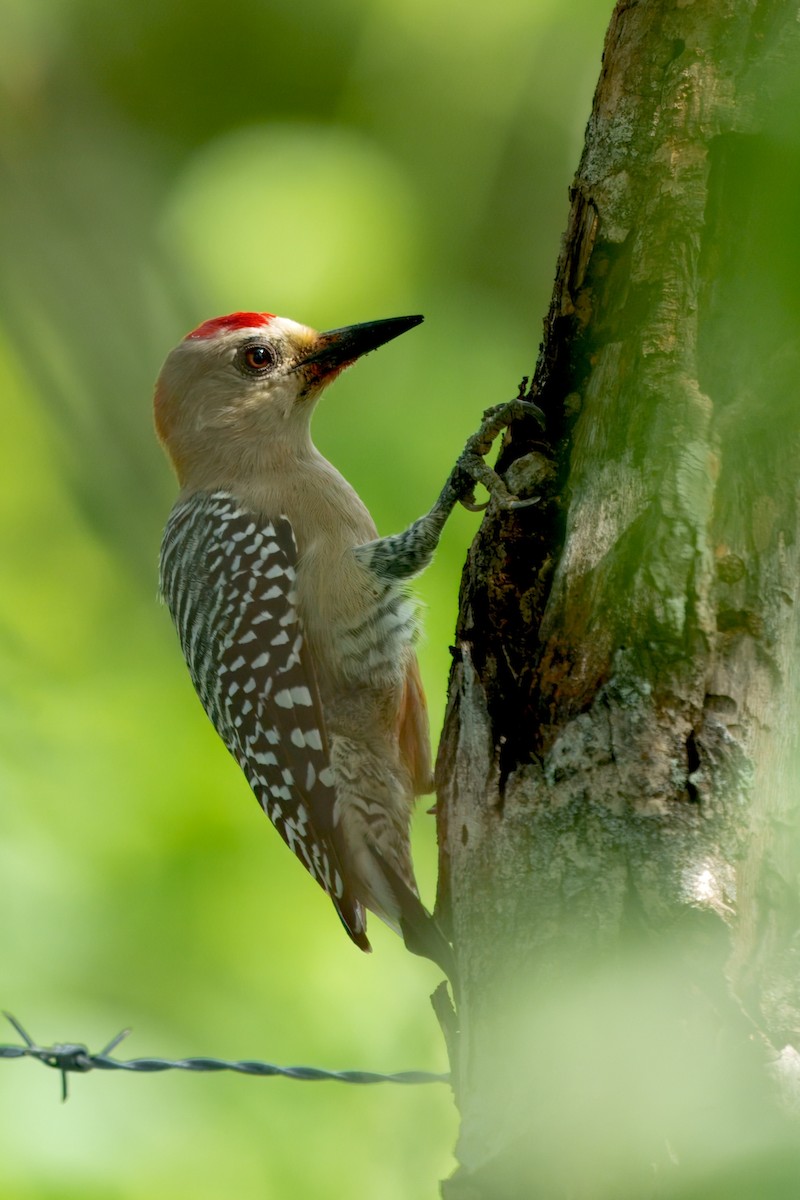 Red-crowned Woodpecker - ML628038348