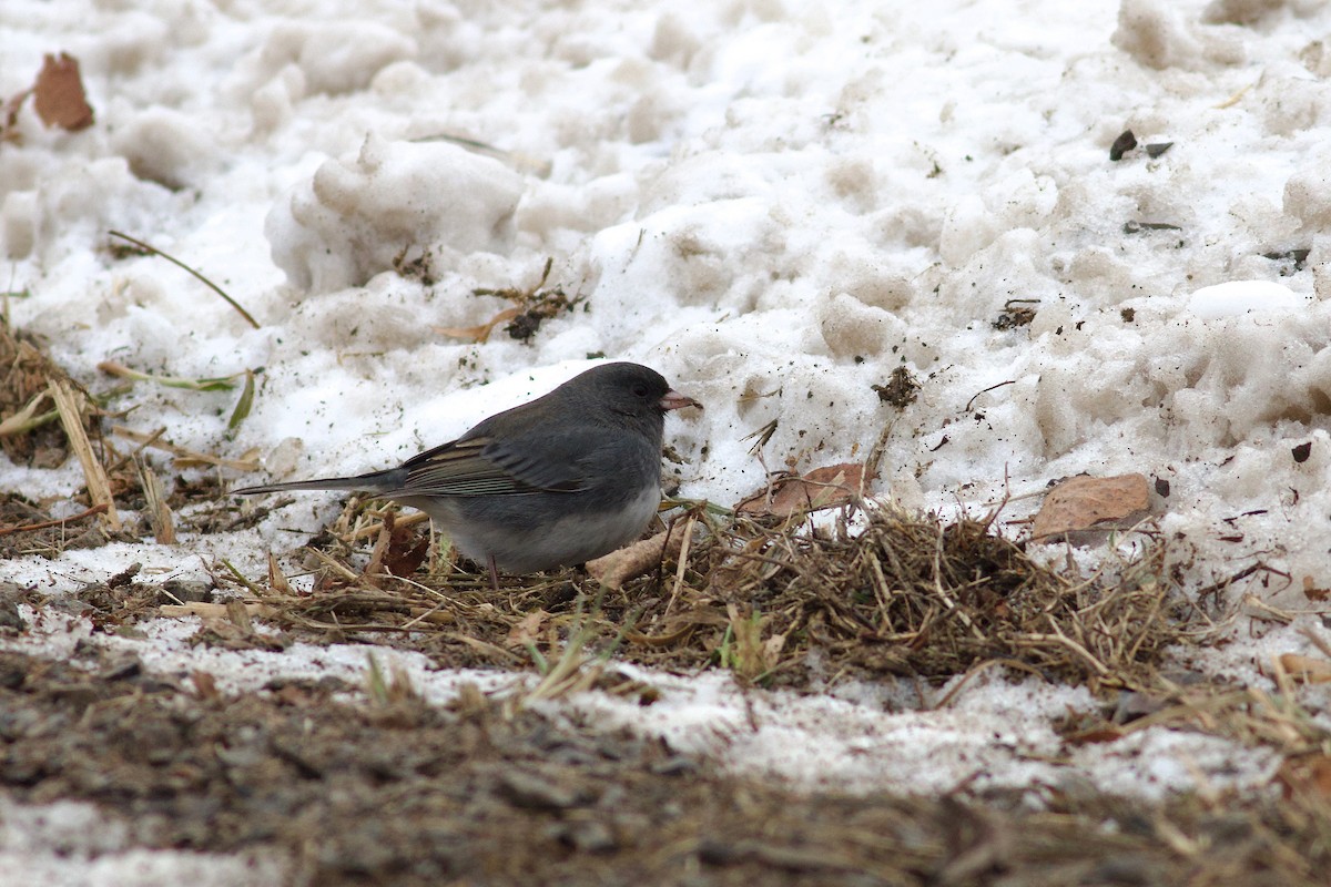 Dark-eyed Junco (Slate-colored) - ML628038349