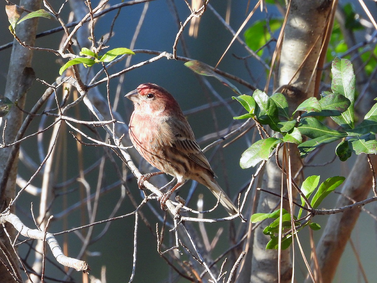 House Finch - ML628038365