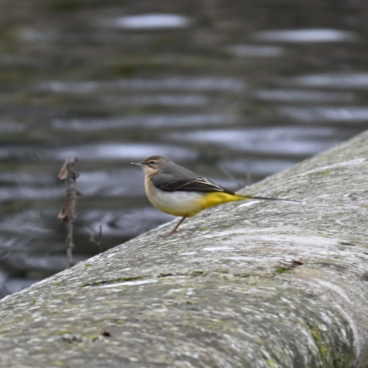 Gray Wagtail - ML628038434