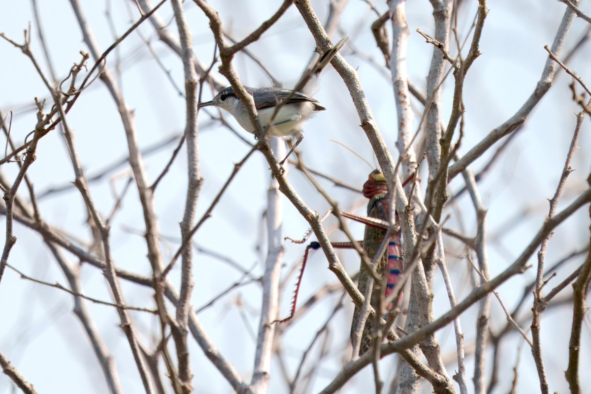 Tropical Gnatcatcher - ML628038443