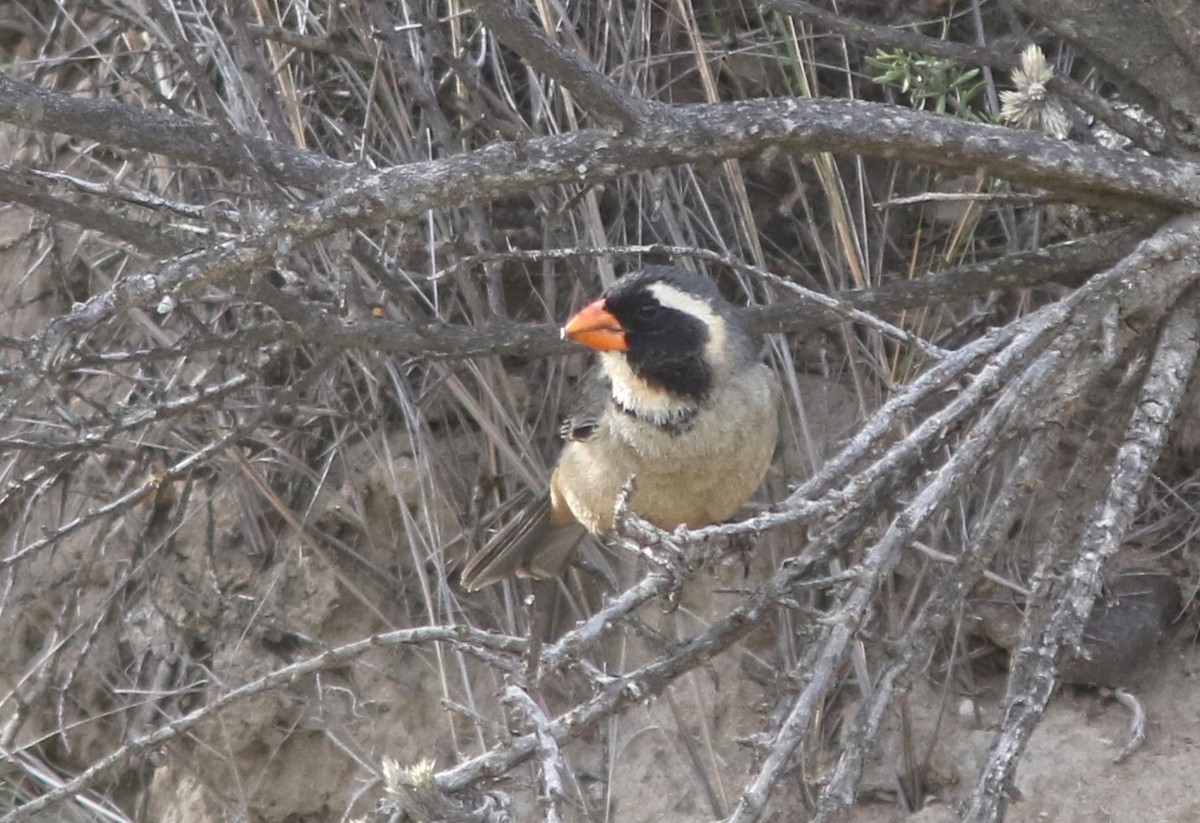 Golden-billed Saltator - ML628038444