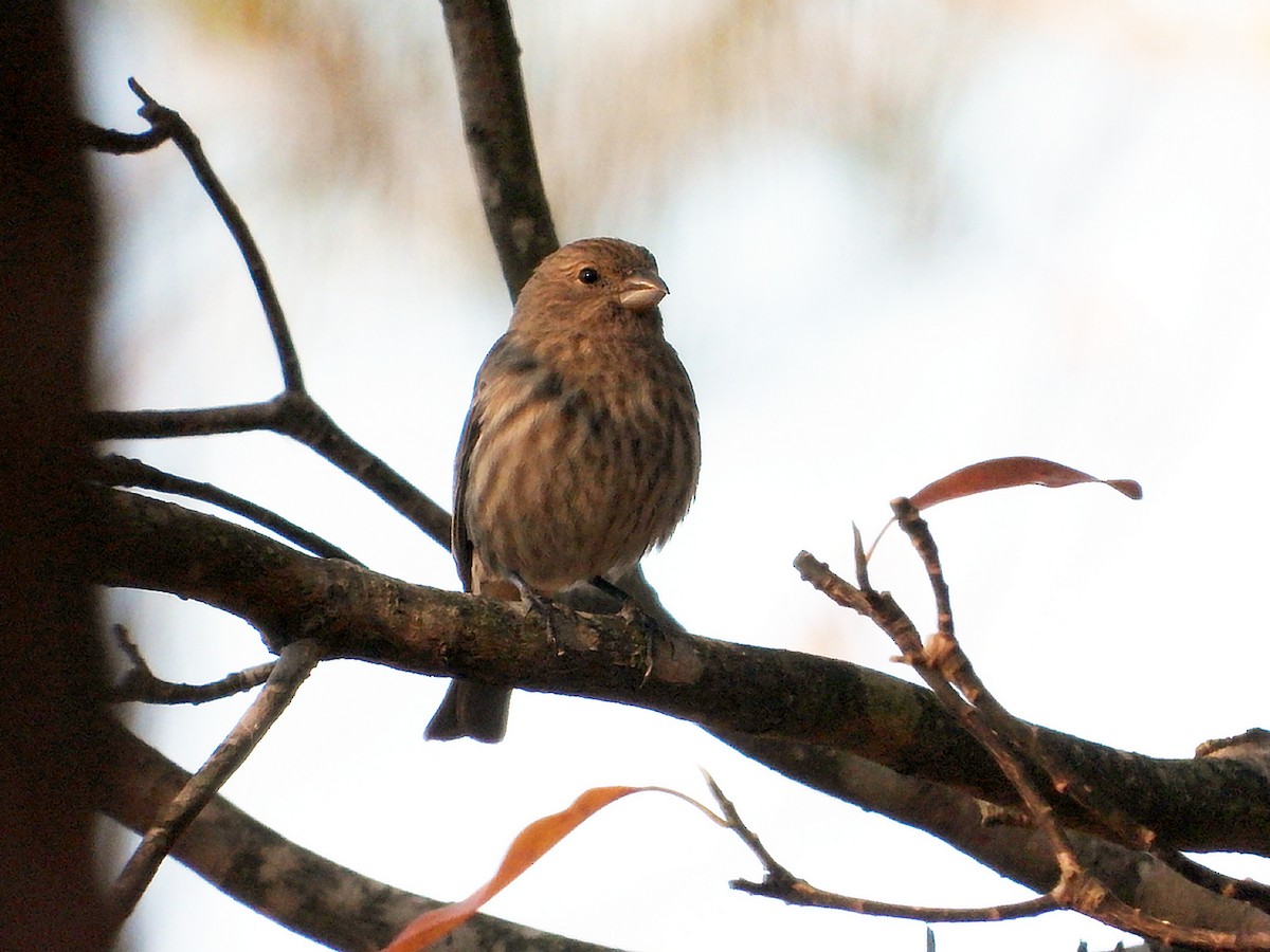 House Finch - ML628038481