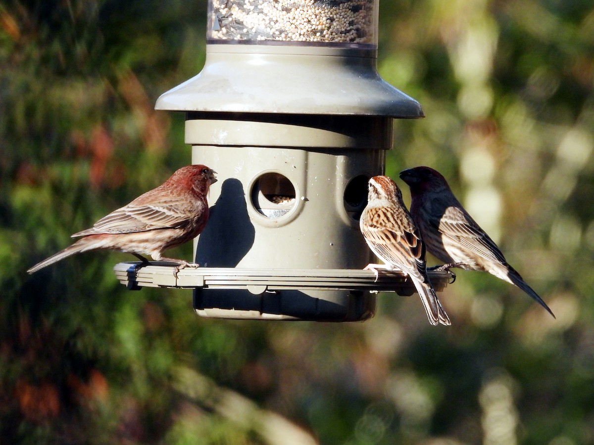 House Finch - ML628038591