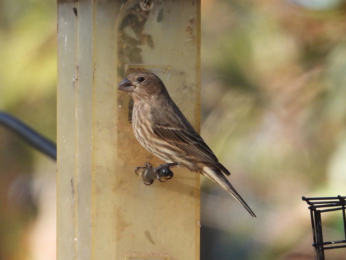 House Finch - ML628038667