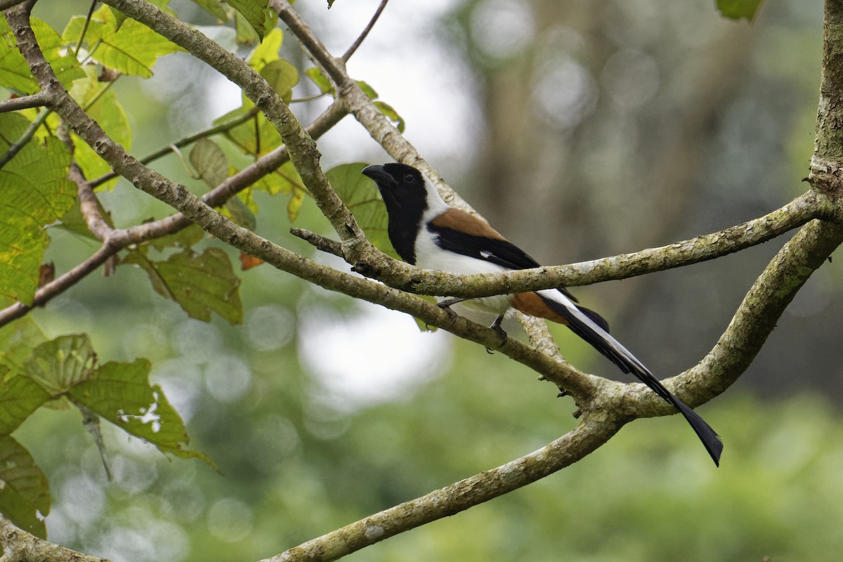 White-bellied Treepie - ML628038683