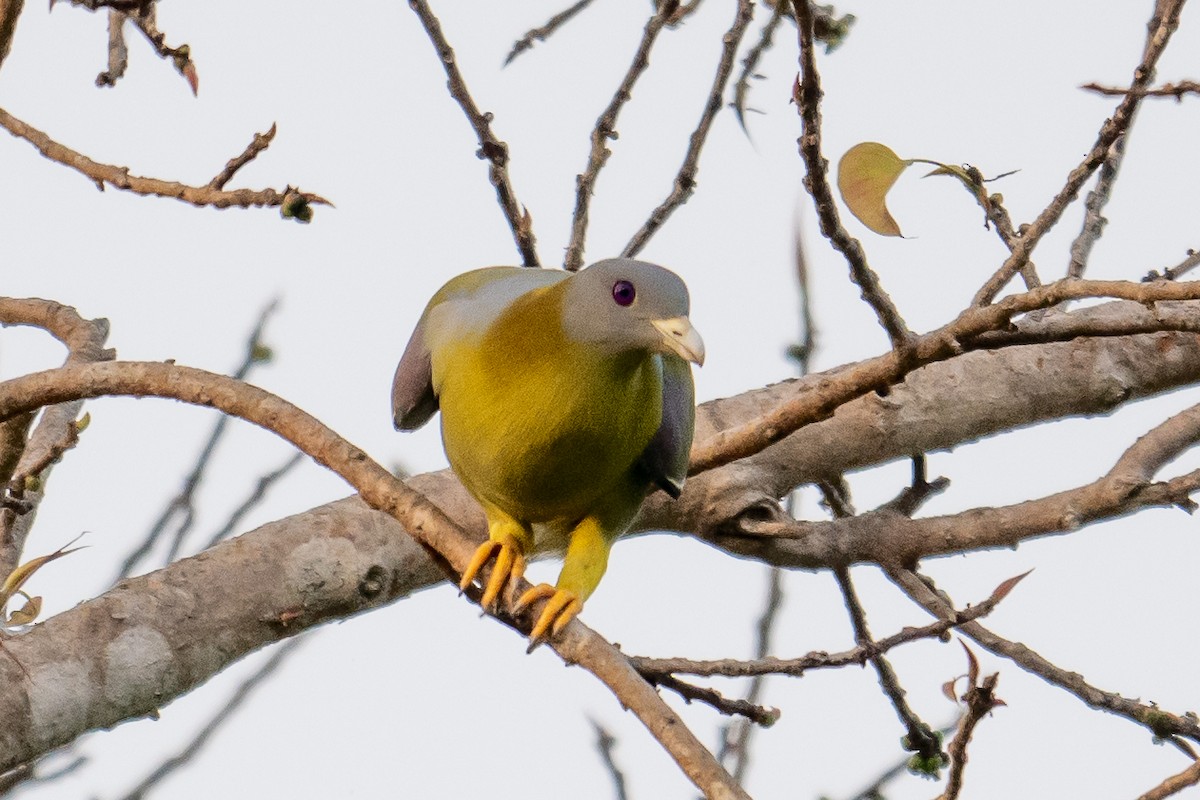 Yellow-footed Green-Pigeon - ML628038698