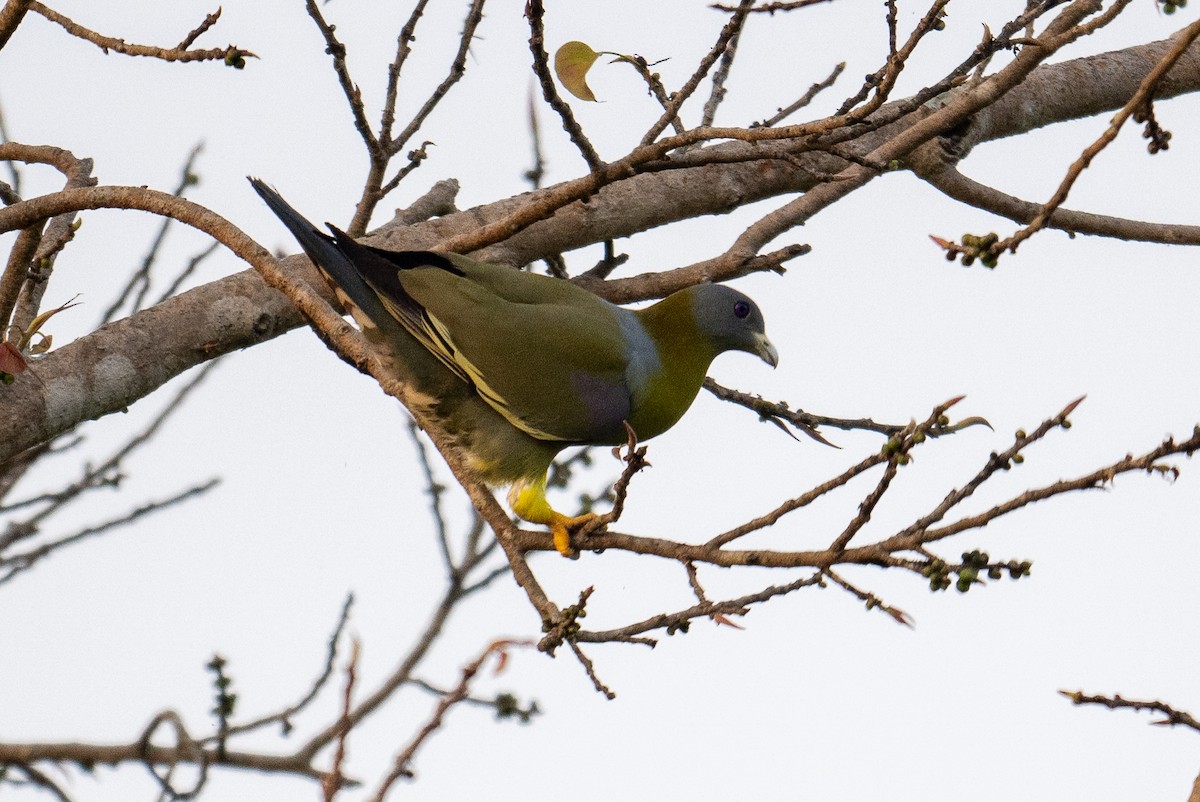 Yellow-footed Green-Pigeon - ML628038700