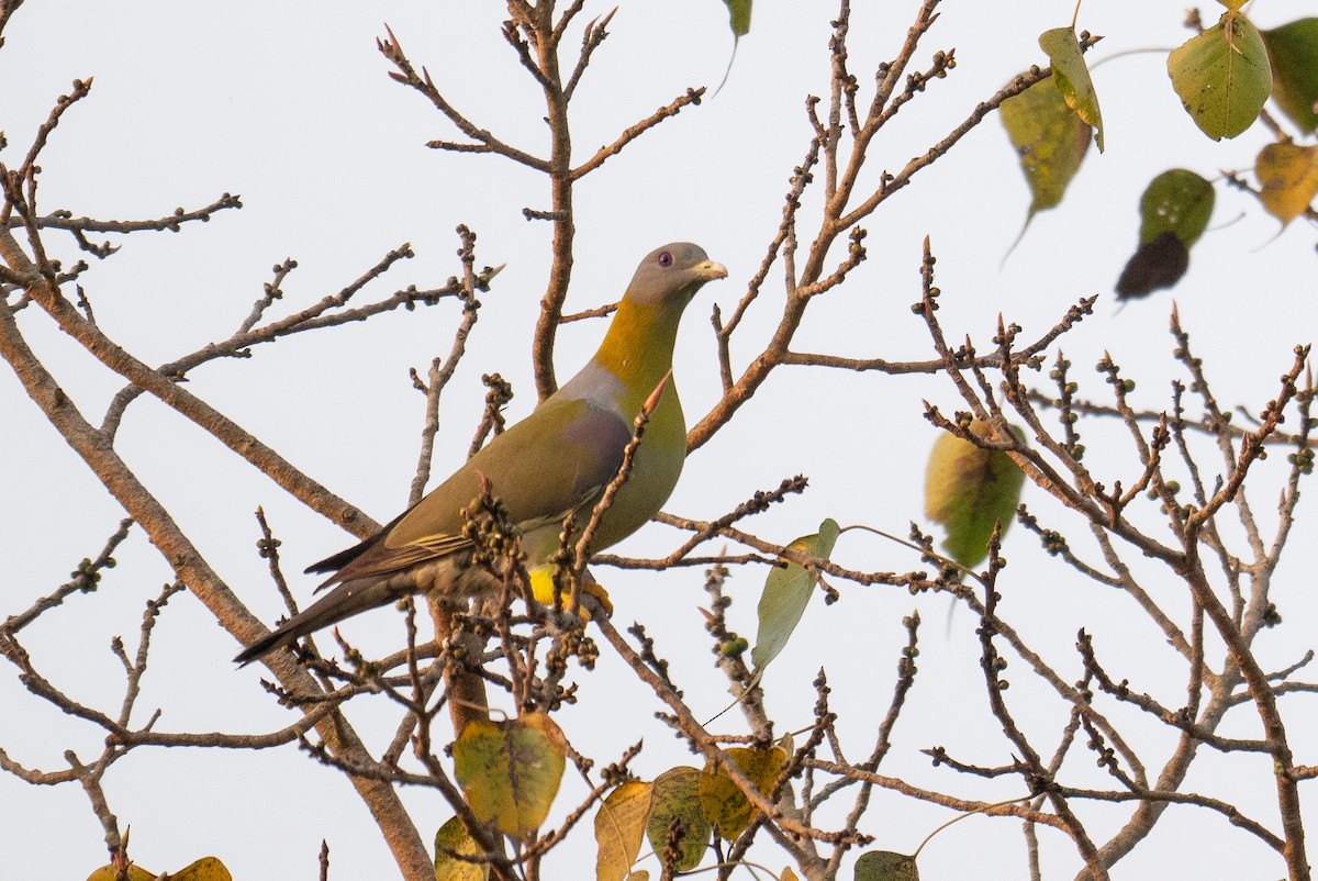 Yellow-footed Green-Pigeon - ML628038701