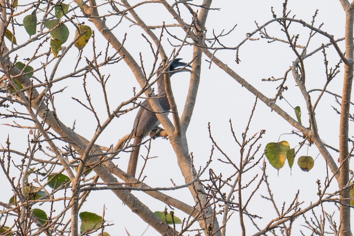 Indian Gray Hornbill - ML628038705