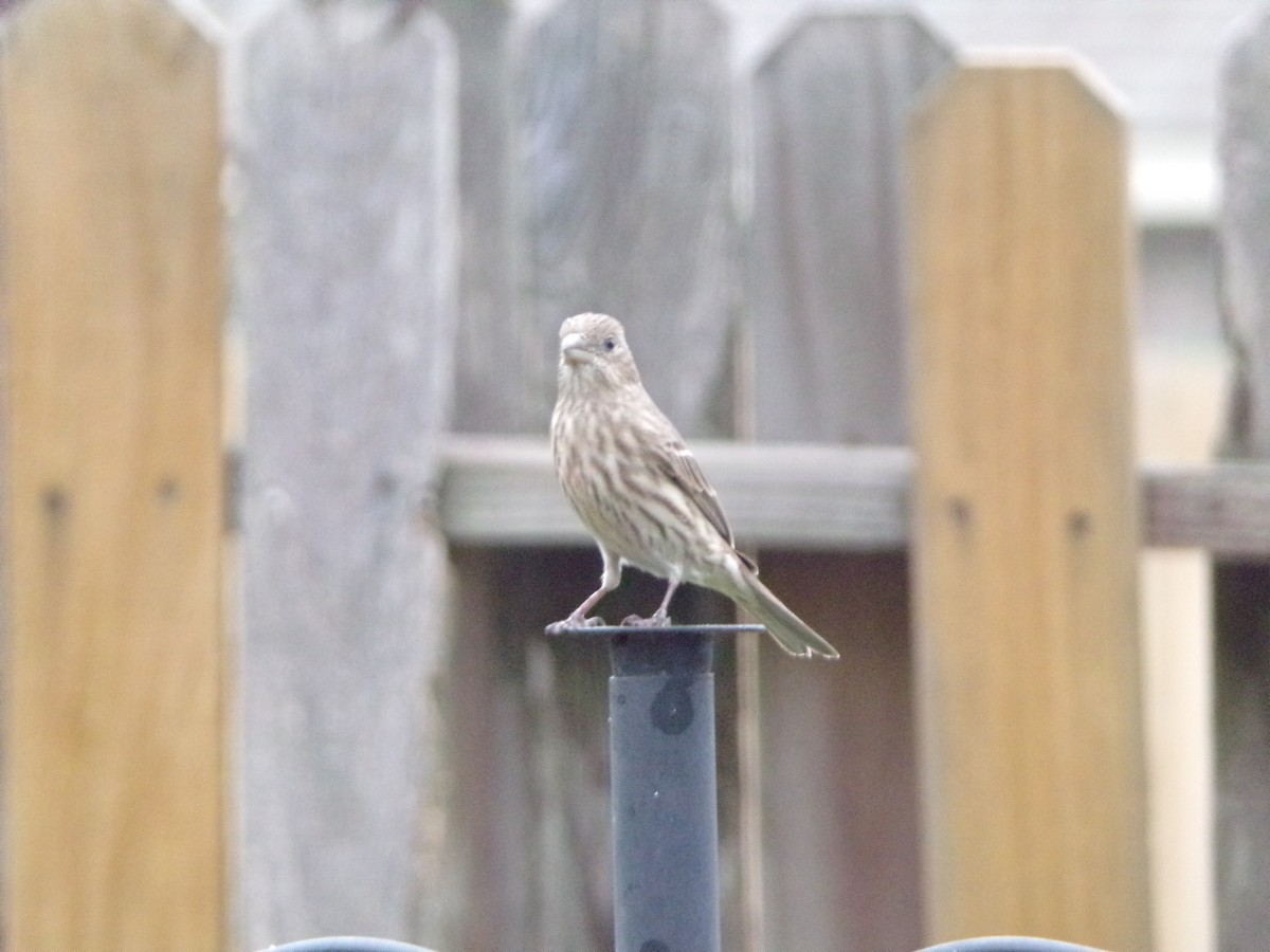 House Finch - ML628038706