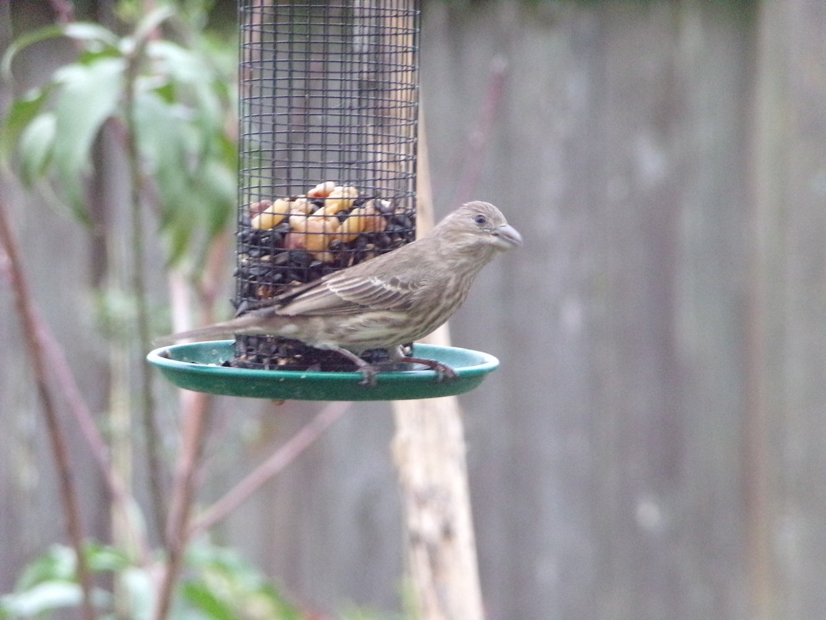 House Finch - ML628038707