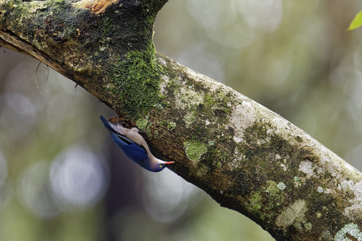 Velvet-fronted Nuthatch - ML628038749