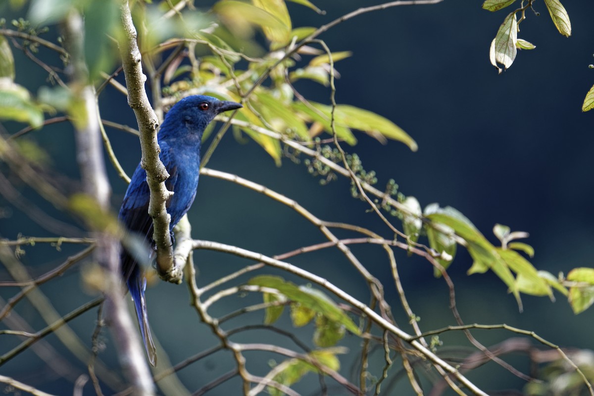 Asian Fairy-bluebird - ML628038778