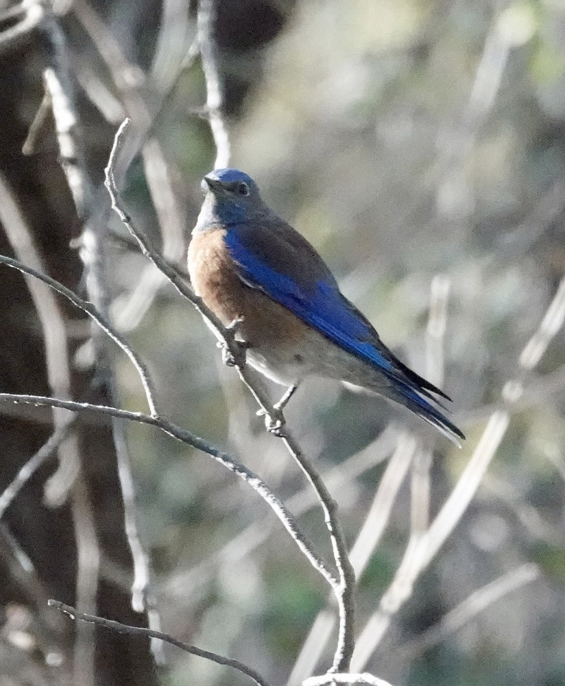 Western Bluebird - ML628038794