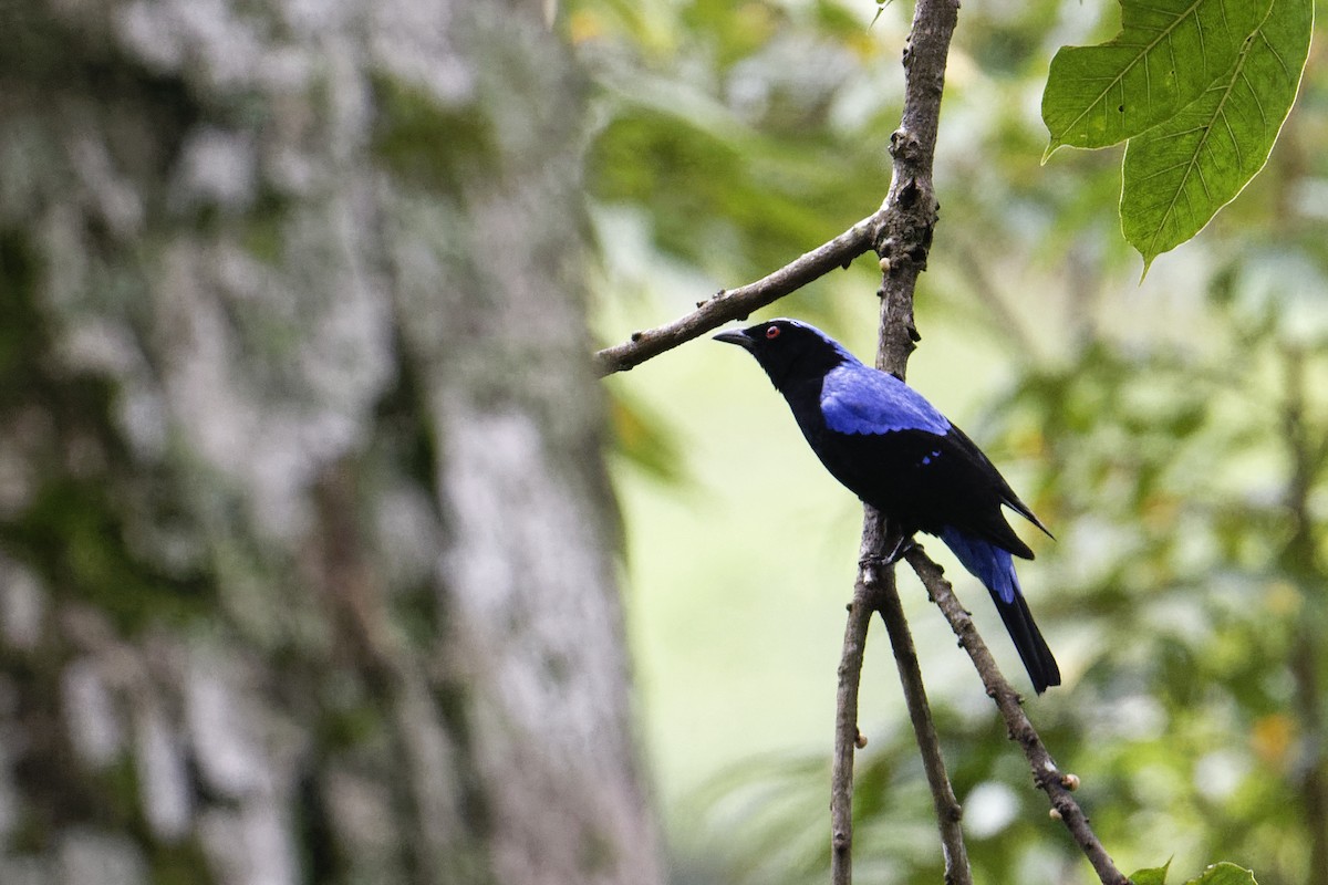 Asian Fairy-bluebird - ML628038810