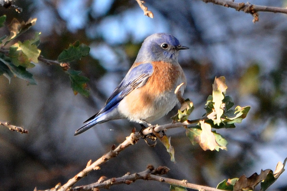 Western Bluebird - ML628038852