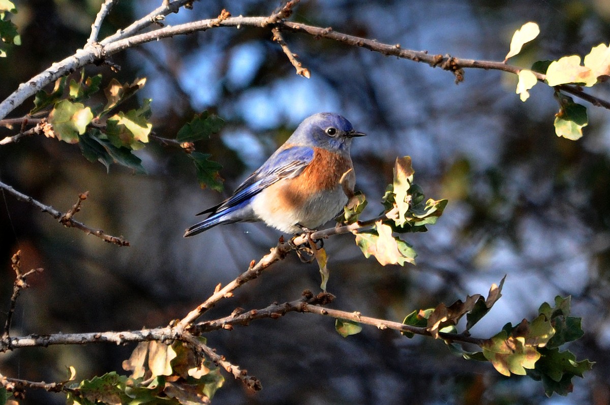 Western Bluebird - ML628038853