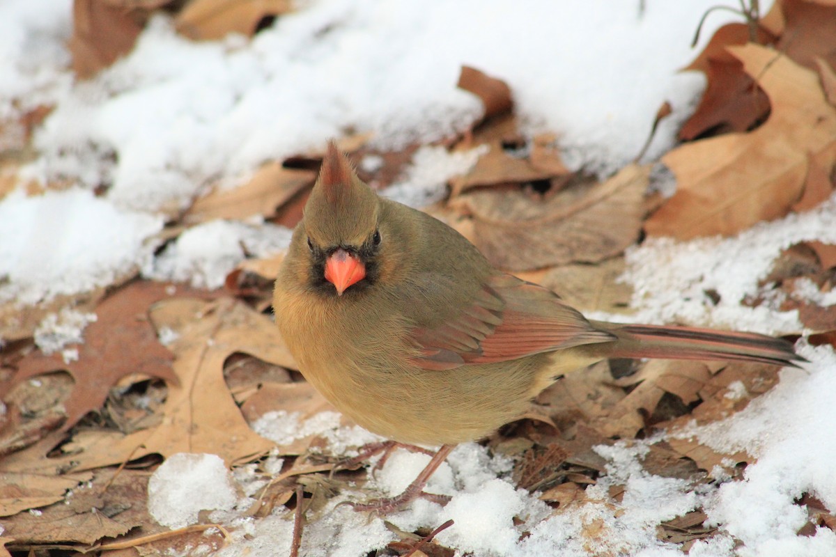 Northern Cardinal - ML628038876