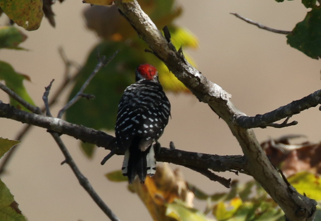 Nuttall's Woodpecker - C. Jackson