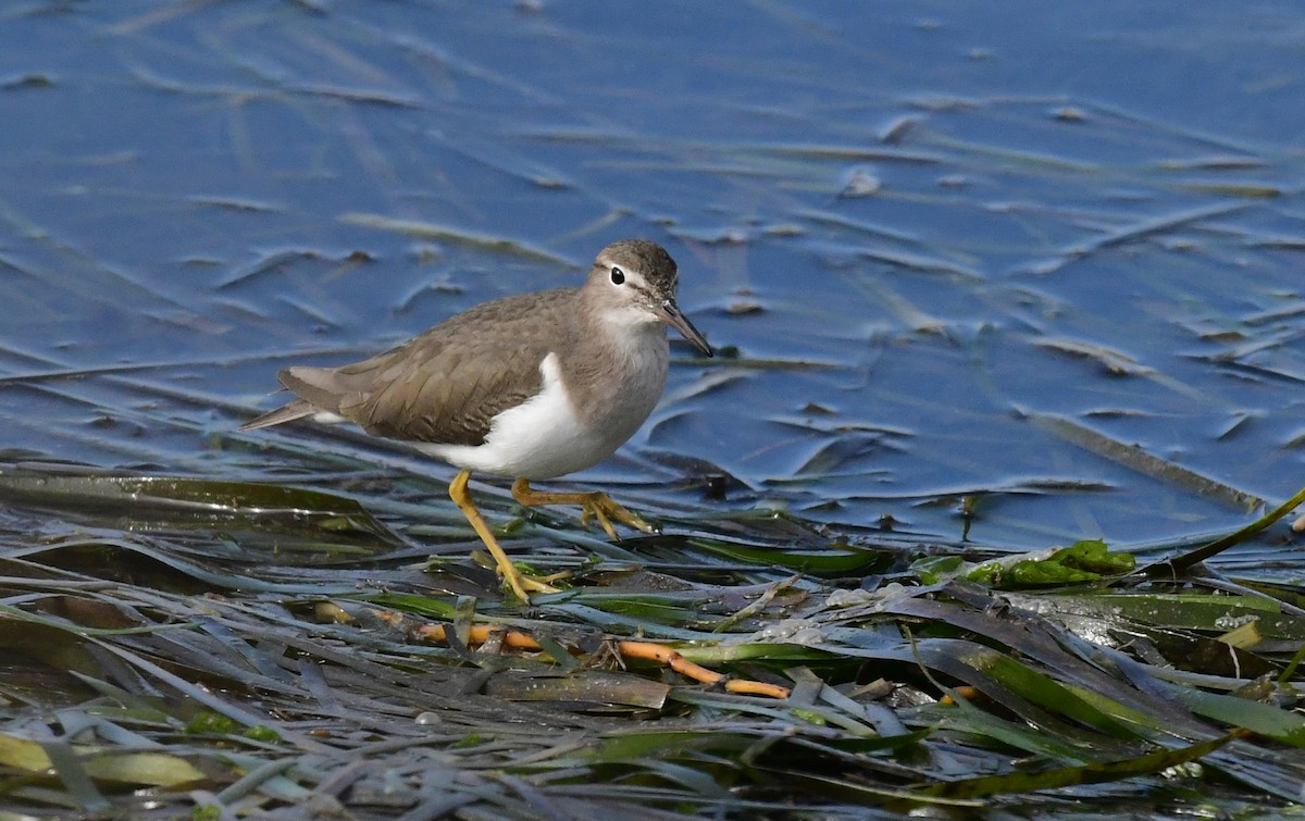 pisík americký - ML628038944