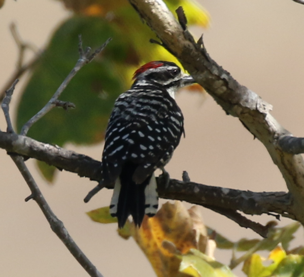 Nuttall's Woodpecker - ML62803901