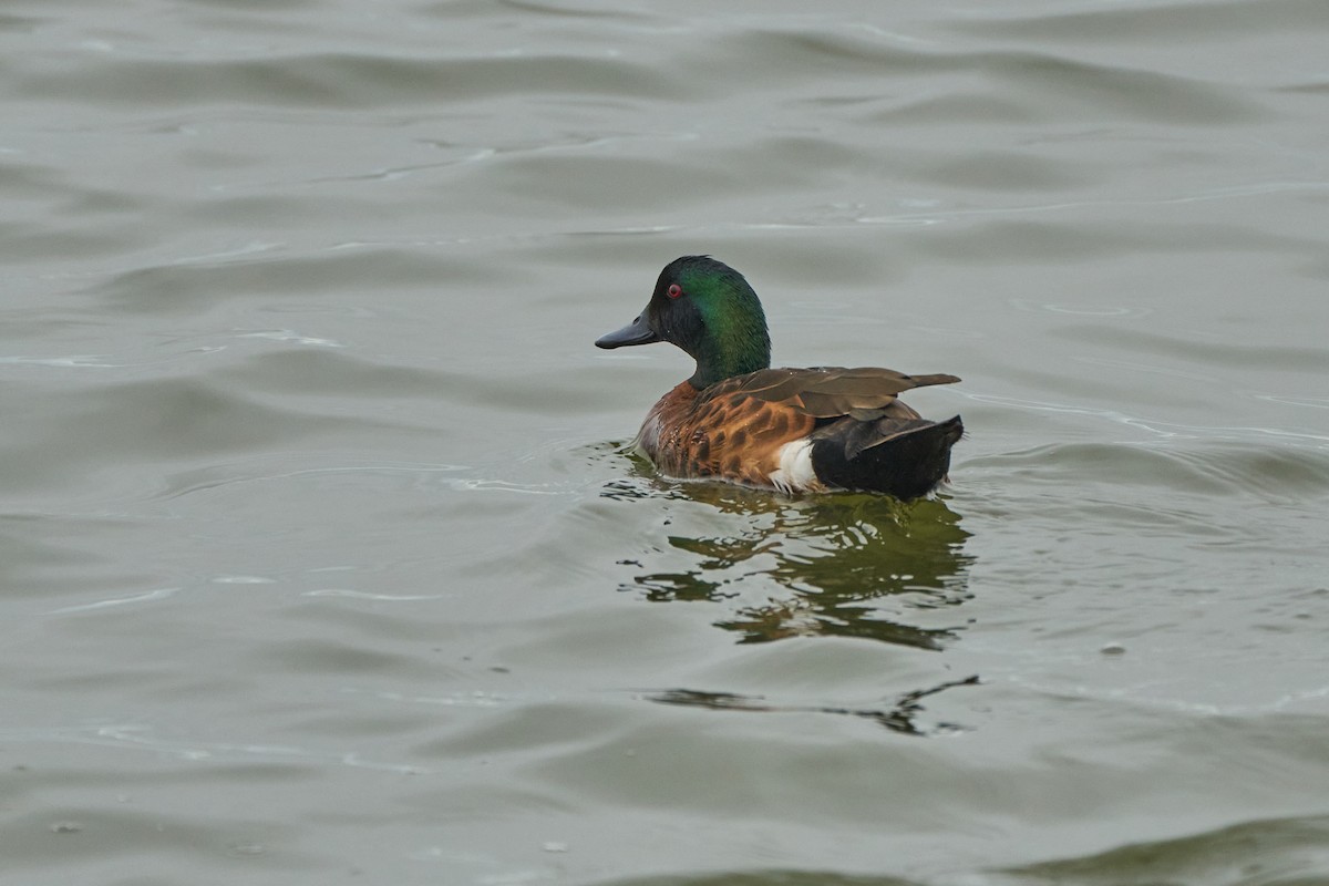 Chestnut Teal - ML628039032