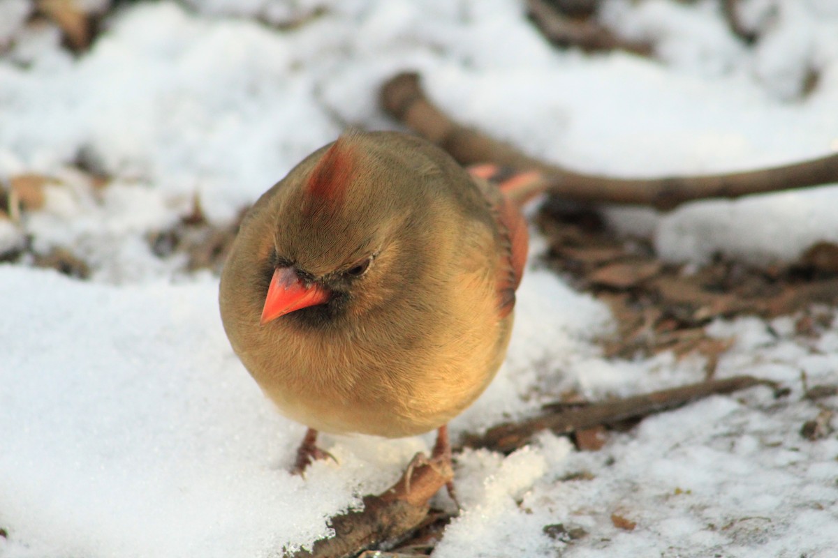Northern Cardinal - ML628039098