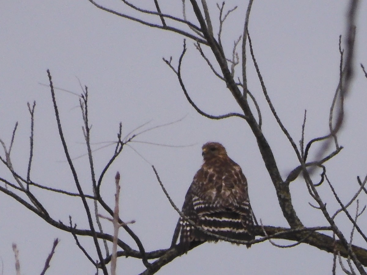 Red-shouldered Hawk - ML628039160