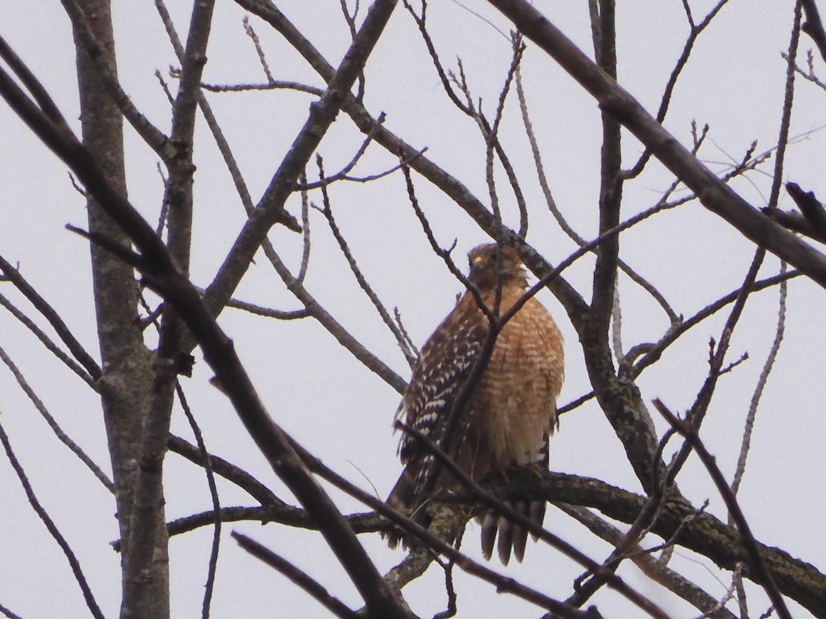 Red-shouldered Hawk - ML628039161
