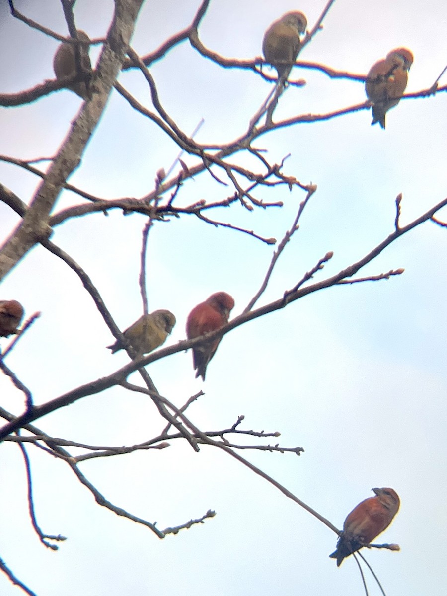 紅交嘴雀 - ML628039250