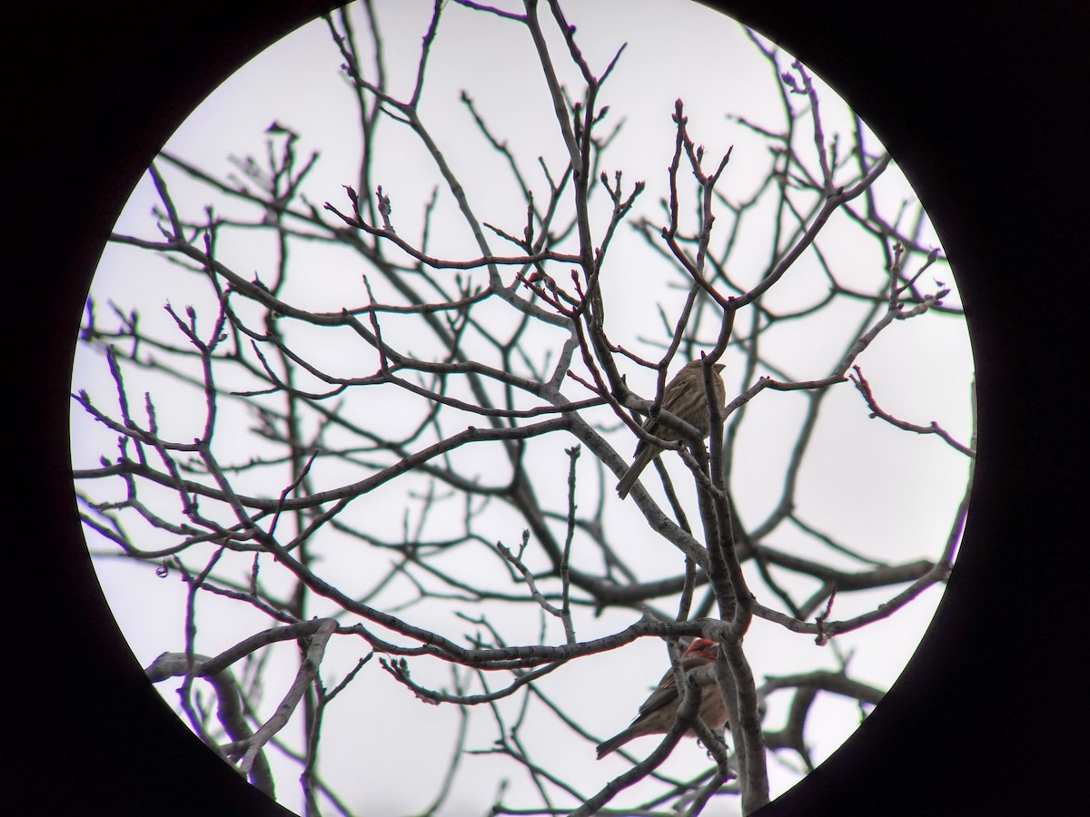 House Finch - ML628039281