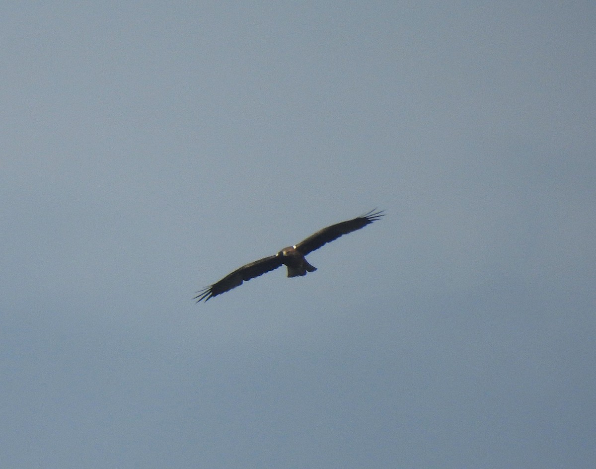 Booted Eagle - ML628039293