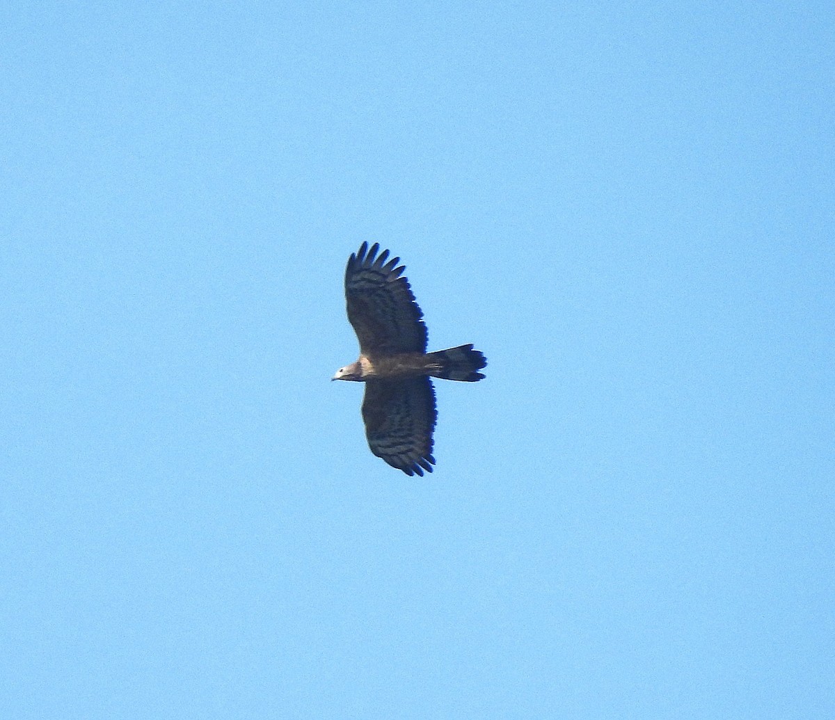 Oriental Honey-buzzard - ML628039303