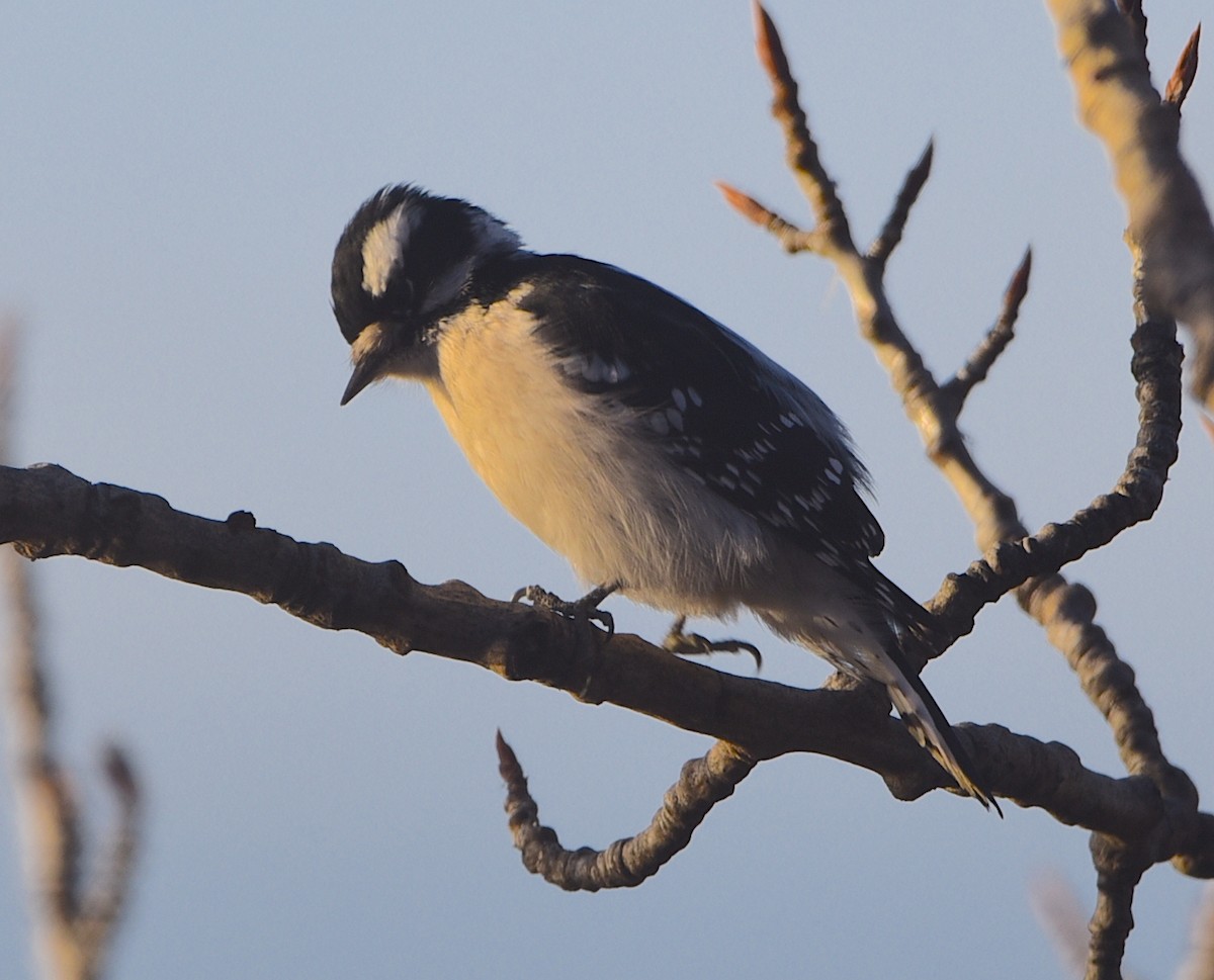 Downy Woodpecker - ML628039327