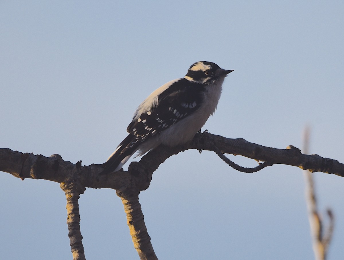 Downy Woodpecker - ML628039328