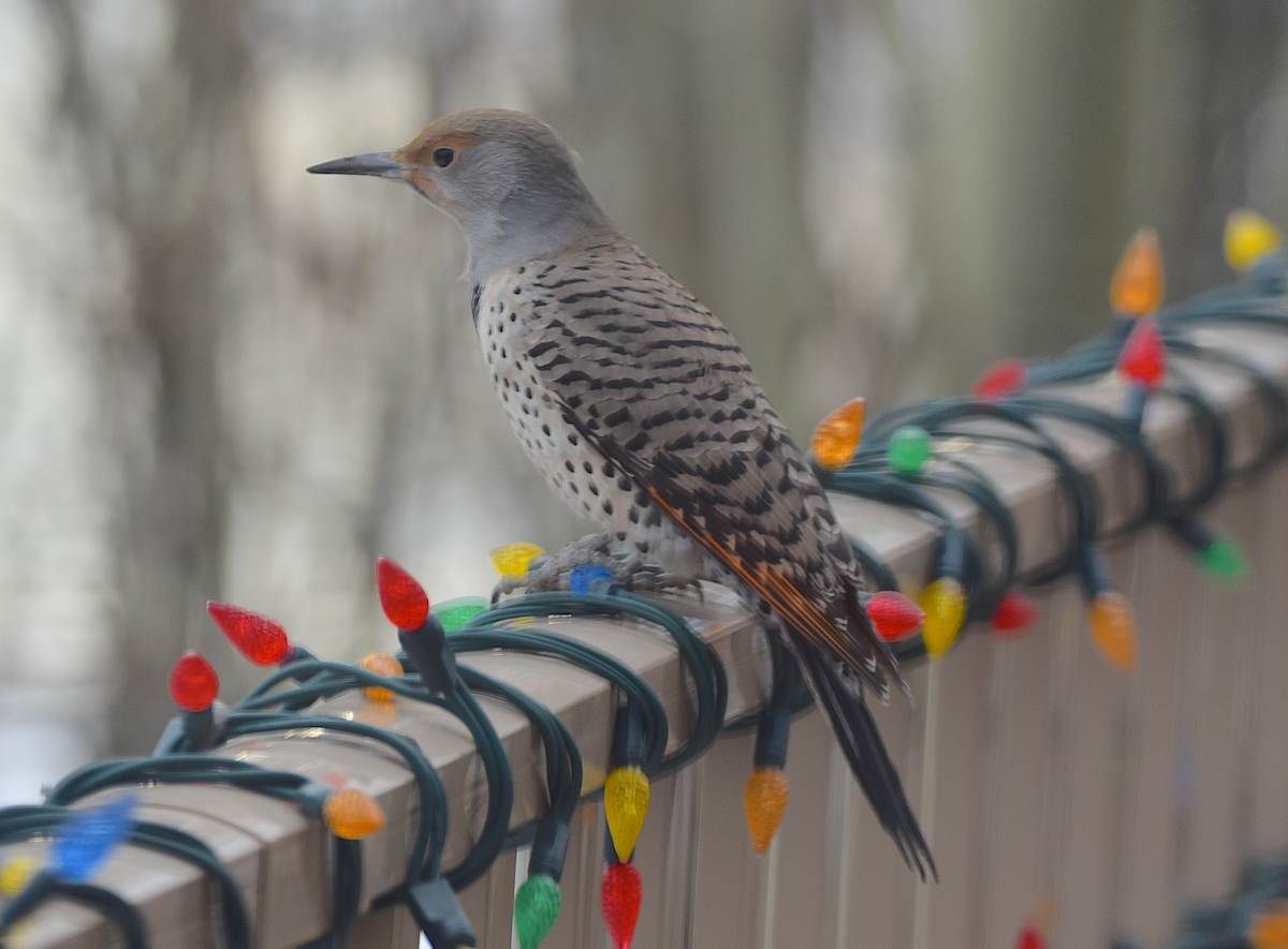 Northern Flicker - ML628039339