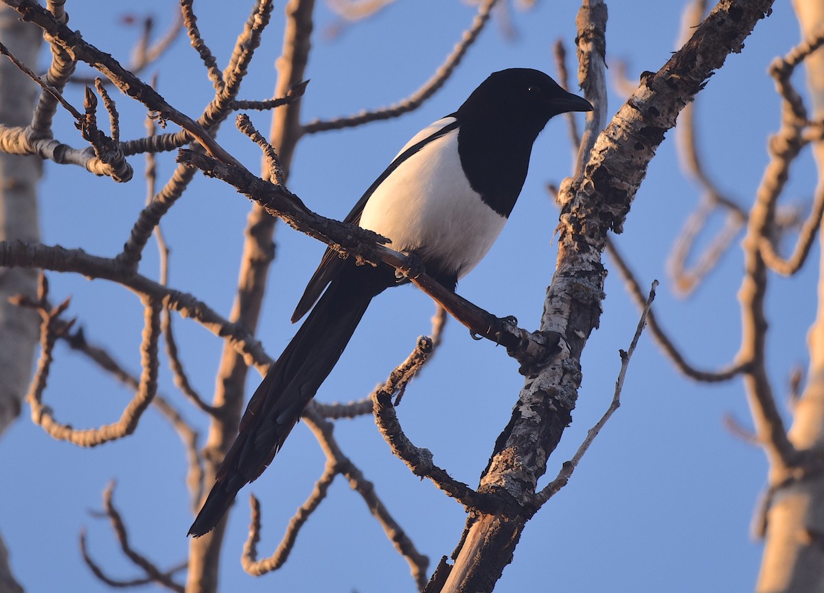 Black-billed Magpie - ML628039350