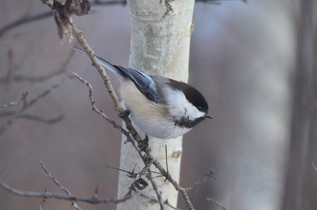 Black-capped Chickadee - ML628039370