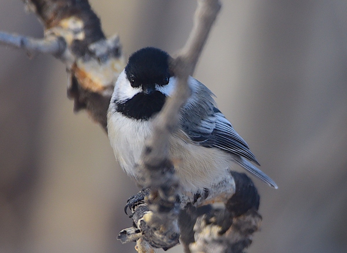 Black-capped Chickadee - ML628039371