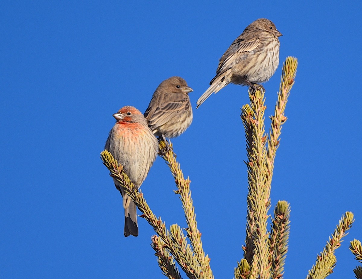 House Finch - ML628039377