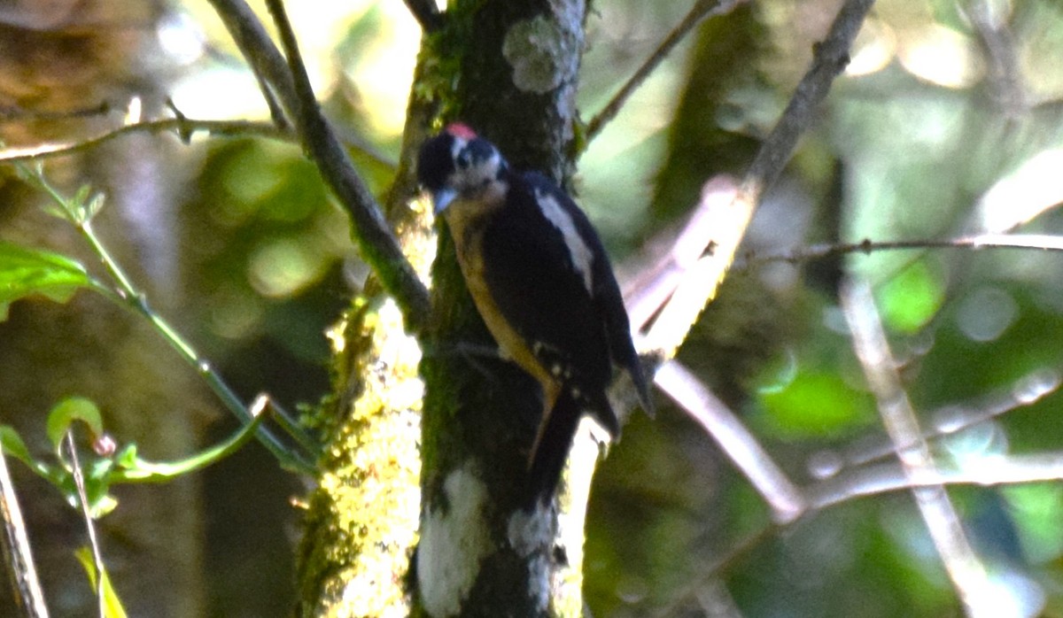 Hairy Woodpecker - ML628039486