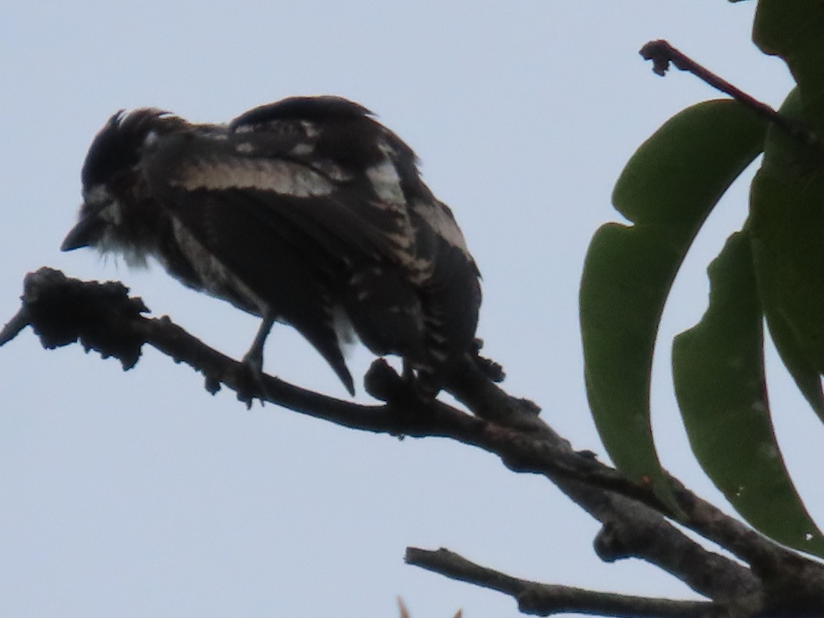 White-browed Purpletuft - ML628039655