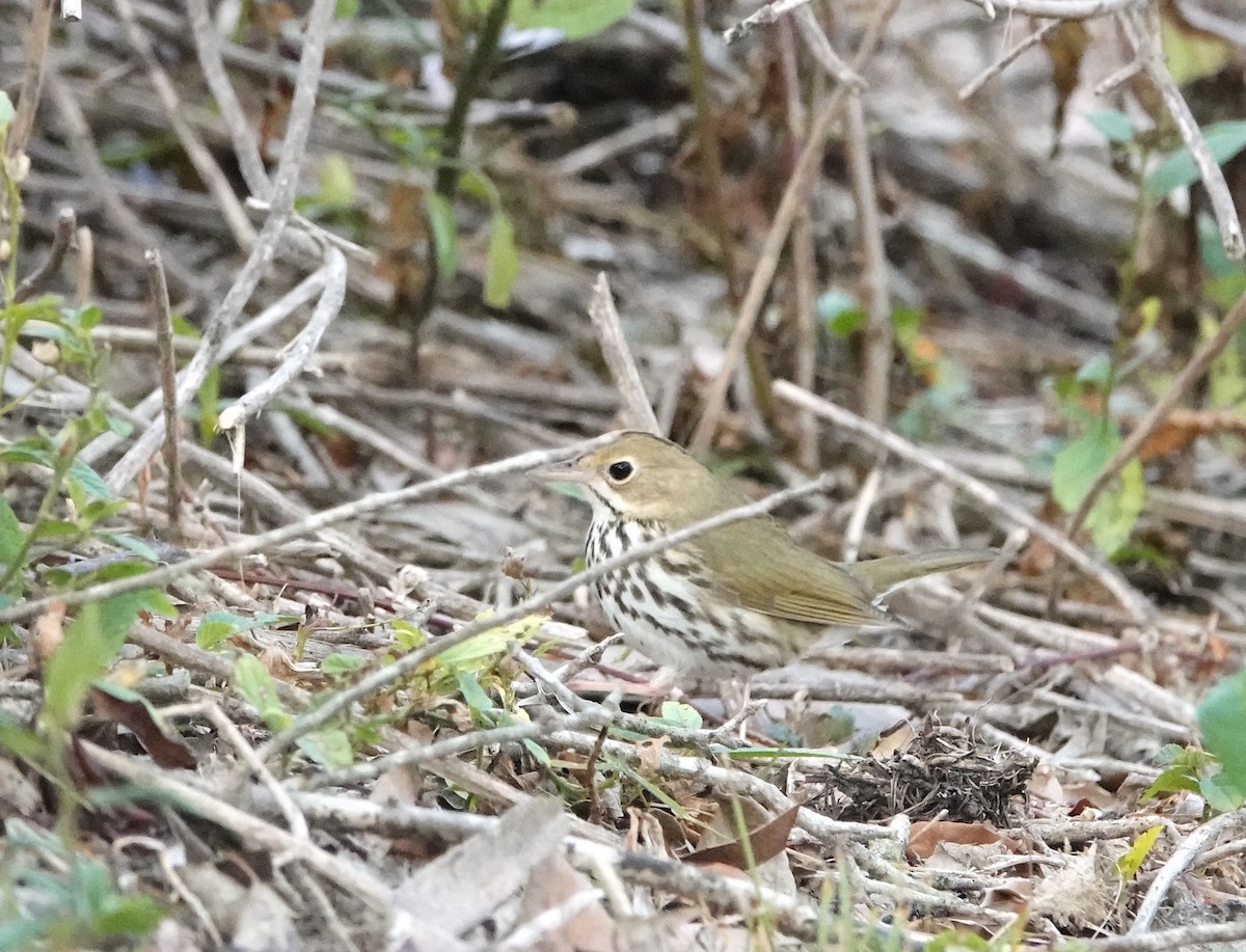 カマドムシクイ - ML628039811