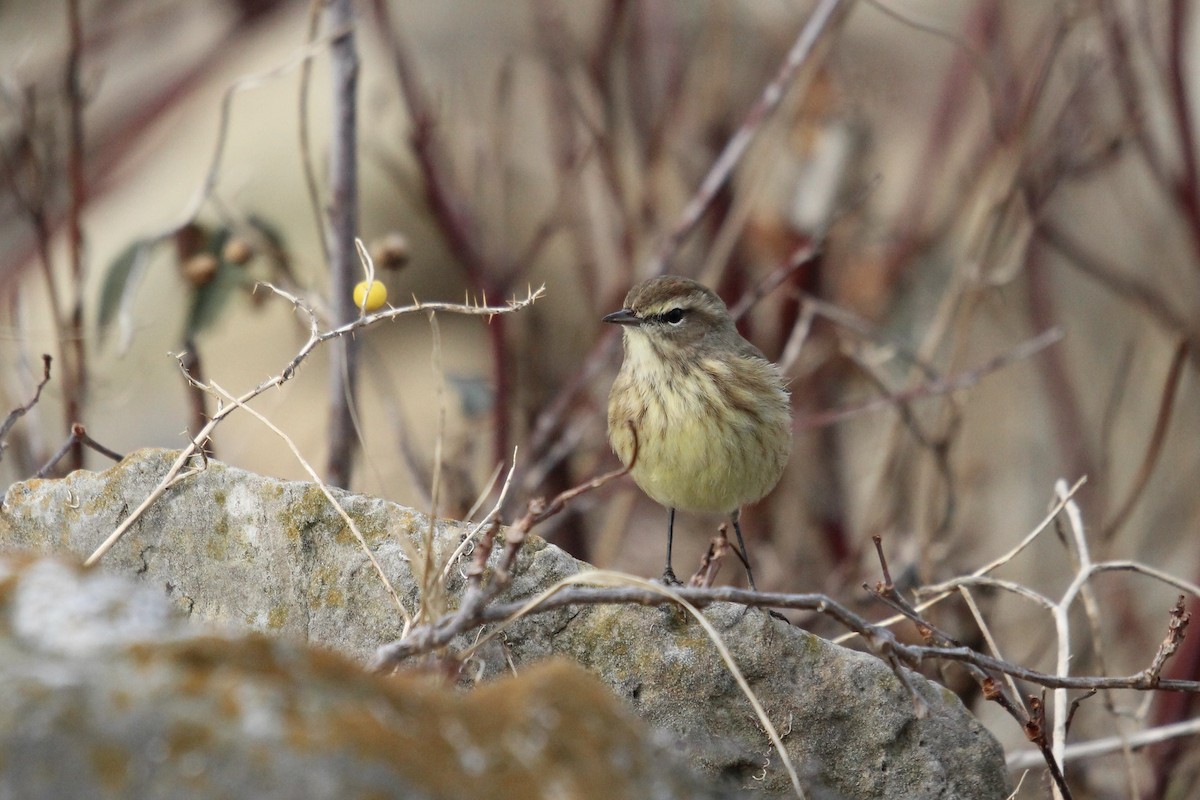 Palm Warbler (Western) - ML628039909