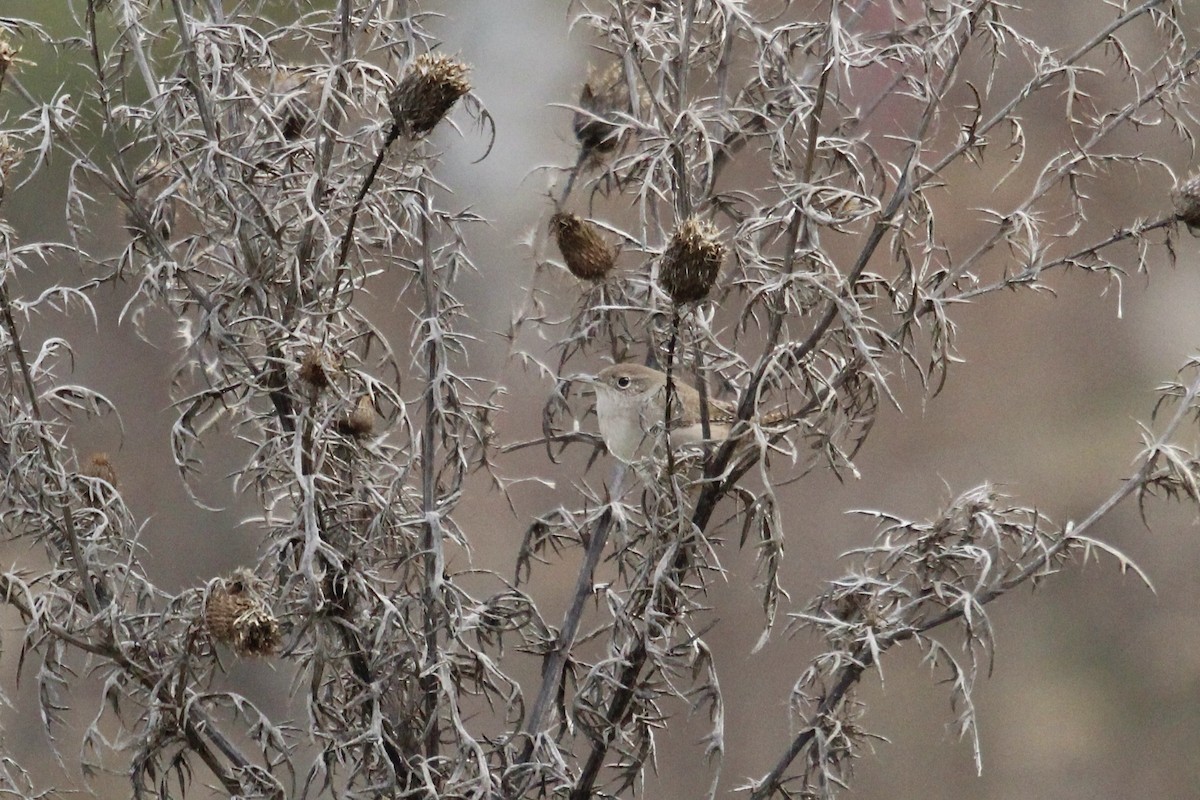 Northern House Wren - ML628039924