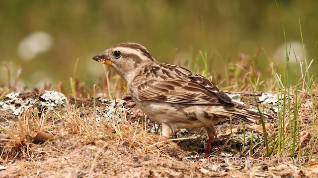 Rock Sparrow - ML628039939